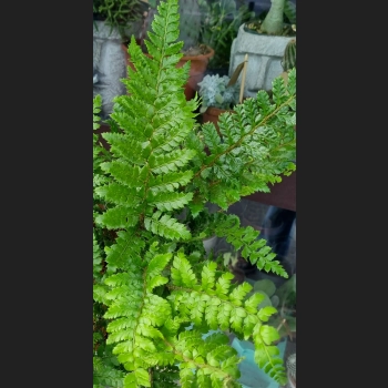 Paproć Polystichum