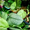 Scindapsus Silver Hero