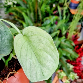 Scindapsus Silver Hero